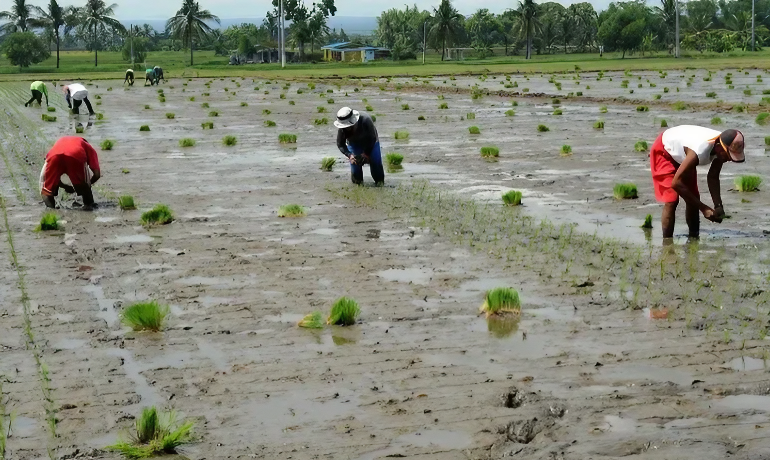 irrigation